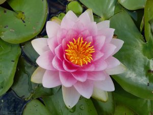 lotus meditatie tuin