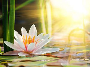 meditatie
